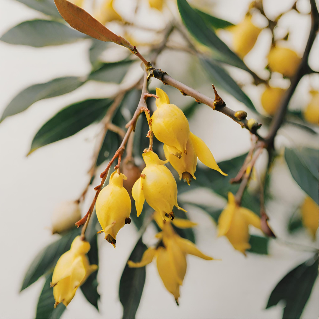 Forsythienfrucht Ai2.png__PID:1db29f27-0514-4792-9233-7f38698165cf