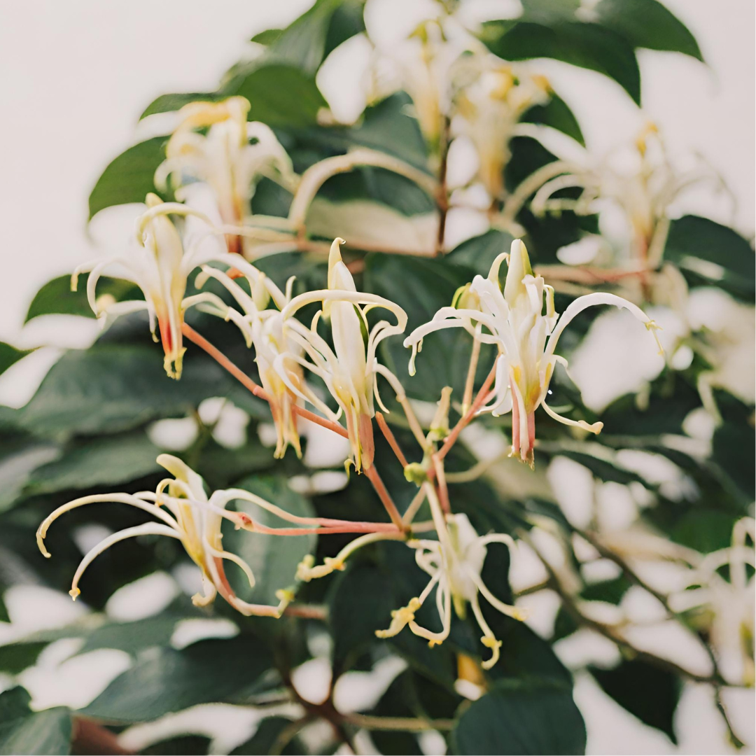 Japanische Geissblattblüten AI 2.png__PID:9f270514-0792-4233-bf38-698165cfa4c1