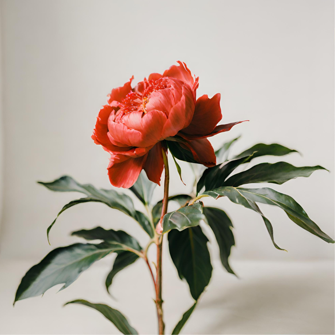 Rote Pfingstrose AI.png__PID:12337f38-6981-45cf-a4c1-cf1571cbc587